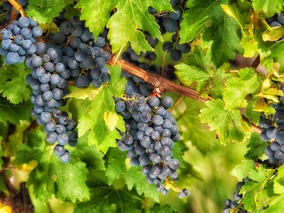 Vinařství Marcus Wine