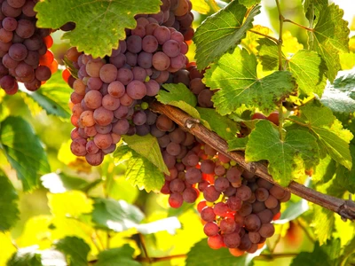 Vinařství Marcus Wine