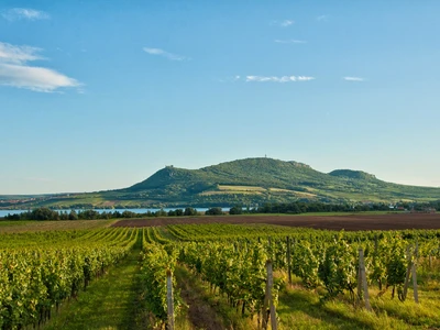 Vinařství Marcus Wine